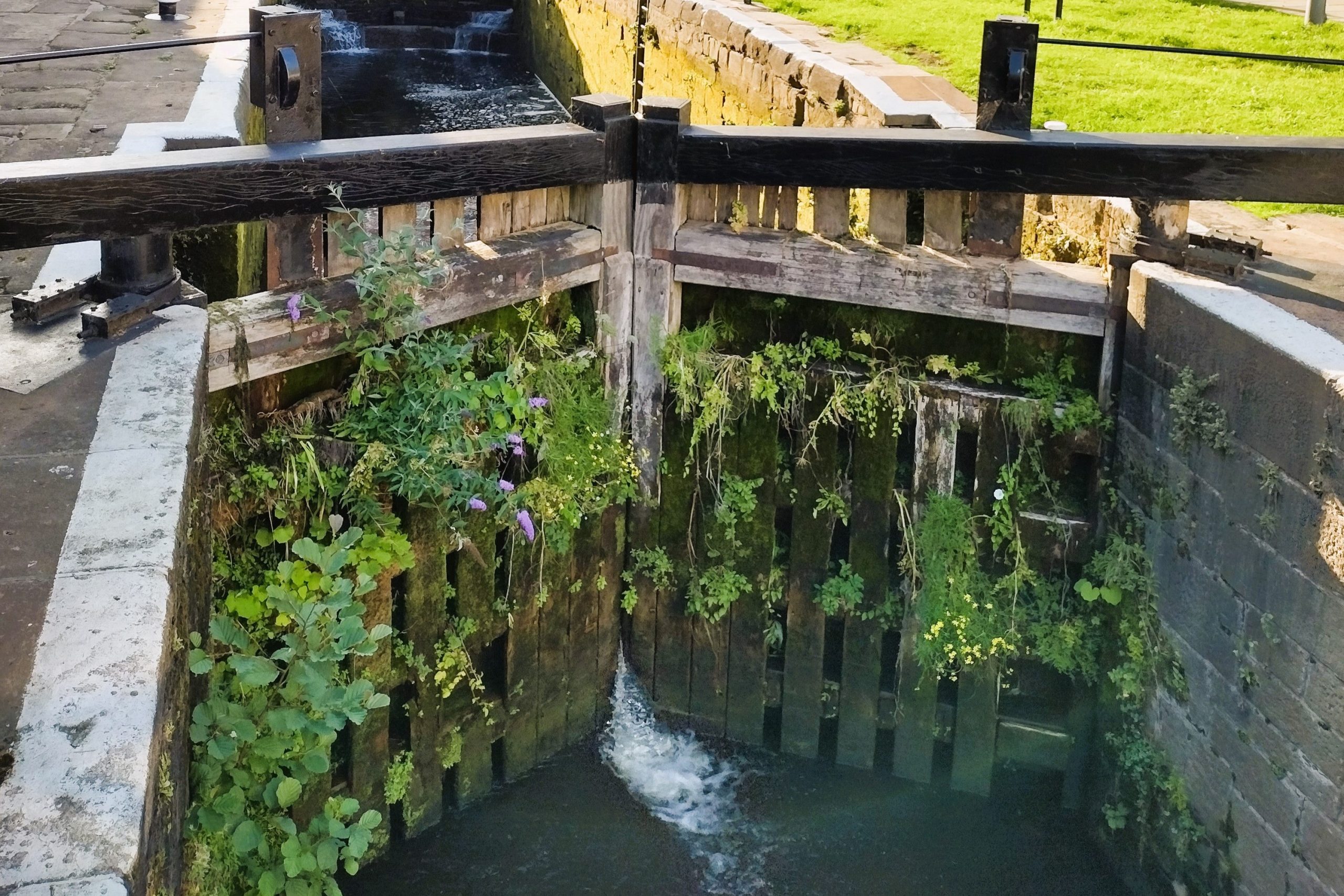 A wooden canal lock covered in foliage at Granary Wharf